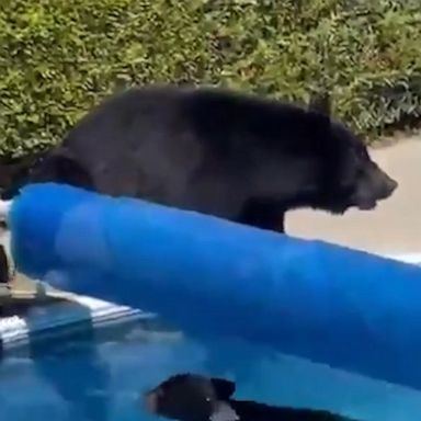 With temperatures soaring in the Pacific Northwest and British Columbia, this mama bear and her two cubs decided to cool off with a dip in someone’s backyard pool.