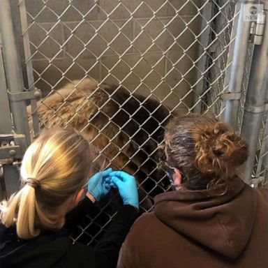 The Oakland Zoo administered the COVID-19 vaccine to animals, including mountain lions, tigers and bears.