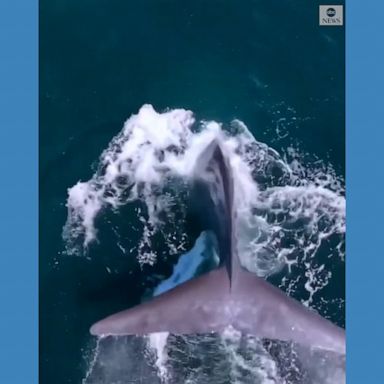 Spectacular drone footage captures a blue whale breaching the surface of the ocean multiple times off the coast of Southern California.