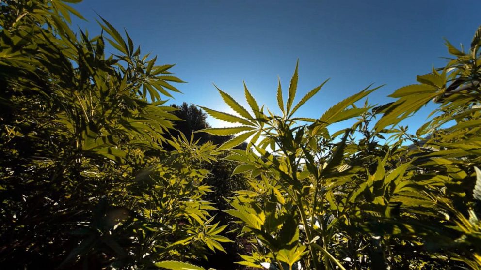 Sha Carri Richardson S Olympic Suspension Turns To Heated Debate On Cannabis Abc News