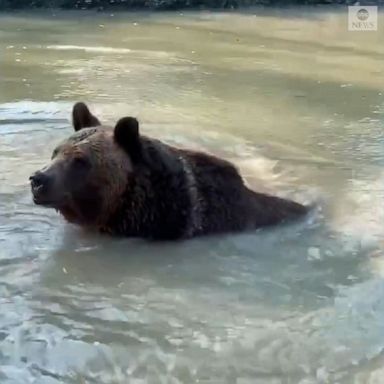 A brown bear took a dip in the pond at an animal rescue center in Otisville, New York.