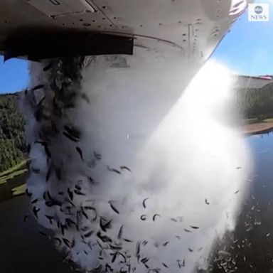 FLYING FISH: A school of fish got an adrenaline-fueled introduction to their new habitat after getting dropped out of an airplane into a lake in Utah.