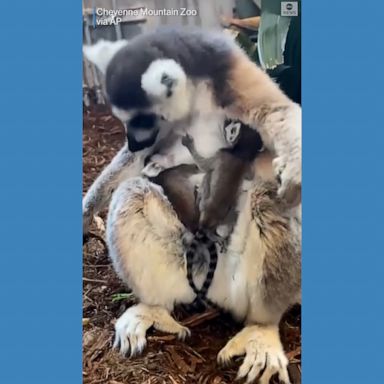 WELCOME TO THE WORLD: A ring-tailed lemur named Allagash has given birth to twins at the Cheyenne Mountain Zoo in Colorado.