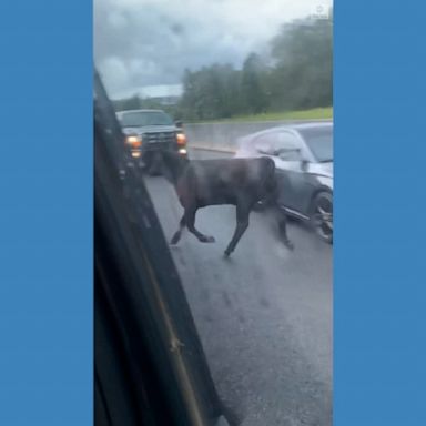 A pair of cows caused a traffic jam on a busy Alabama highway as they wandered off from a field into the roadway. They were later safely returned to their owner.