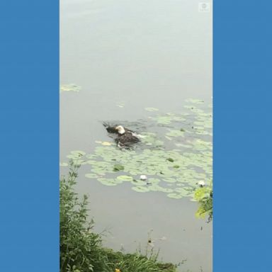 A Minneapolis resident spotted an unusual sight of a bald eagle swimming through a local lake before hopping back on the shore.