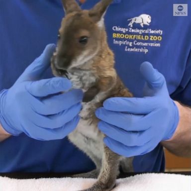 Three wallaby joeys born at the Brookfield Zoo near Chicago last year finally made their public debut.