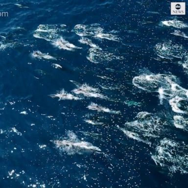 DOLPHIN DELUGE: A group of whale watchers were lucky enough to see a huge “dolphin stampede” off the coast of Dana Point, California.