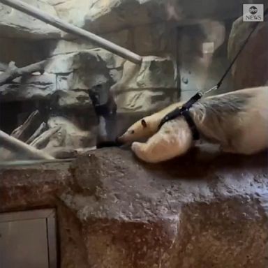 An anteater was brought around the San Antonio Zoo to visit his furry friends, including one very excited American mink.