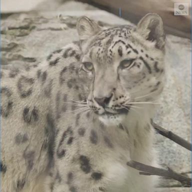 An unvaccinated snow leopard tested positive for COVID after a test of his stool confirmed the virus's presence.