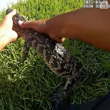 Police caught and removed an alligator found in the homeowner's backyard hot tub in Texas.