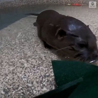 An orphaned river otter pup was transferred to the Oregon Zoo and received medical care from veterinarians.