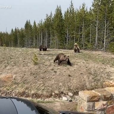 An Illinois woman is facing charges after allegedly attempting to photograph bears within 100 yards.