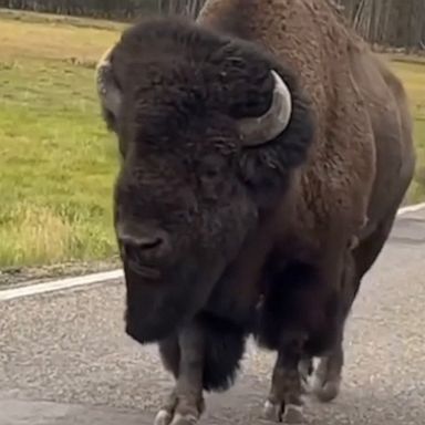 Traffic slowed to a crawl in Yellowstone National Park as motorists had to deal with a particularly slow buffalo strolling down the road.