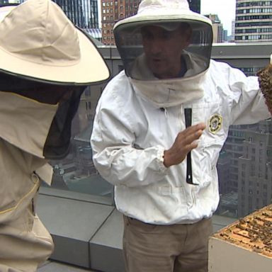 VIDEO: ‘It’s Not Too Late’: Surge in beekeeping hobby could cost native bees