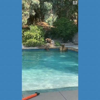 A California resident’s pet dog repeatedly rang a bell after seeing a family of bears in the backyard pool.