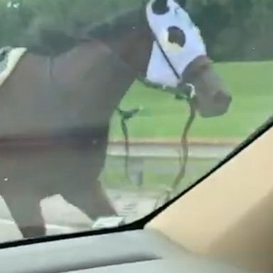 A 2-year-old filly got loose before a race and ran onto a nearby highway before being reunited with her owners.