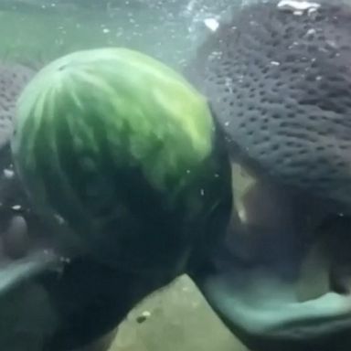 Uma the hippo had a smashing time with her 6-year-old grandson Timothy, celebrating her 47th birthday at the San Antonio Zoo, feasting on watermelon, cantaloupe and apples.