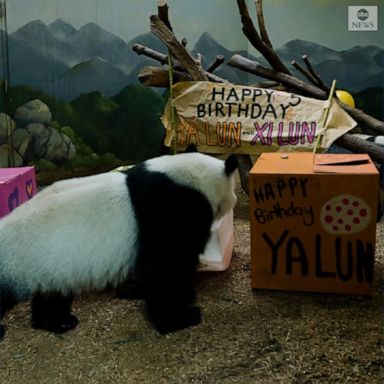 Giant panda twins Ya Lun and Xi Lun celebrated their fifth birthday at Zoo Atlanta with delicious ice "cakes" with bananas and boxes of leaf-eater biscuits.