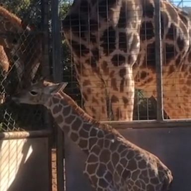 In a heartwarming moment, the 2-day-old giraffe met her father for the first time, explored her surroundings and settled down near him.