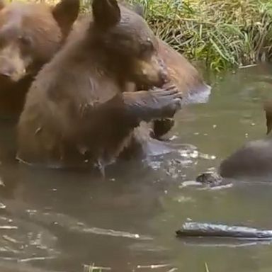 Bear activity has increased around South Lake Tahoe since the wildfire, according to officials.