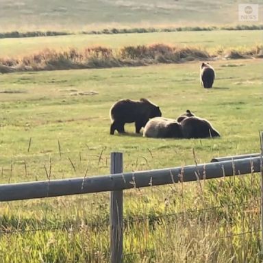 Four bear cubs wrestled and played with each other as they crossed over a pasture near Jackson Hole, Wyoming.