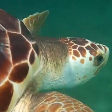 Loggerhead turtles are released back into the wild as part of a conservation program in Marathon, Florida. 