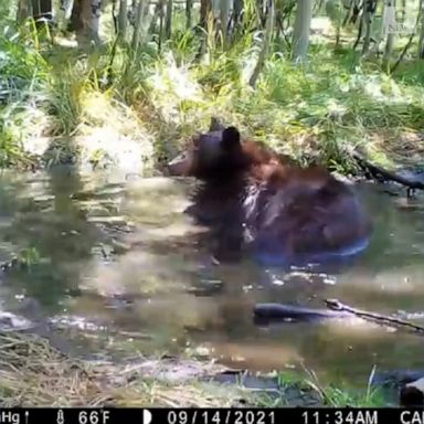 A bear enjoyed a dip in South Lake Tahoe, California, splashing around in a pond.