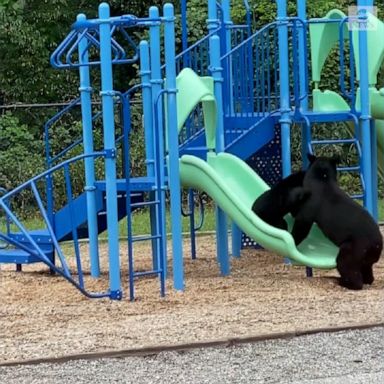 A mama bear and her cub rode down slides at an elementary school playground in North Carolina.