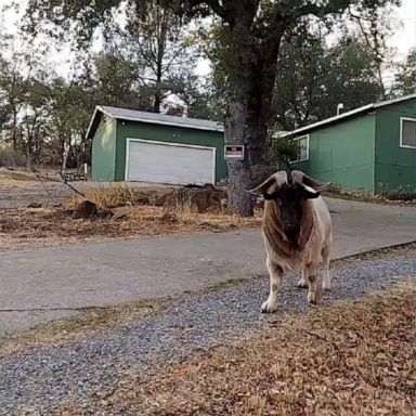 A videographer documenting the Fawn Fire in California made a new friend after offering an extremely affectionate goat a snack.