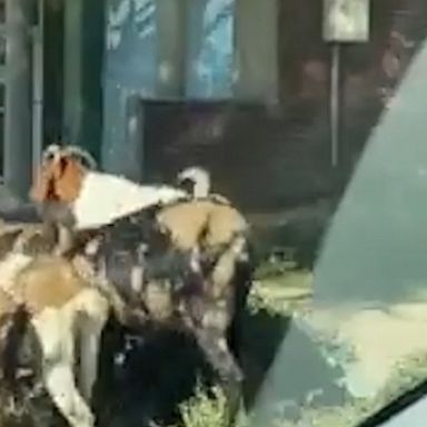 A herd of goats got loose in an Atlanta neighborhood after being brought in to help clear weeds and decided to enjoy the nice weather instead.