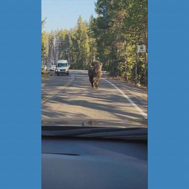 This couple got quite the welcoming committee when two bison charged toward their car in Yellowstone National Park.