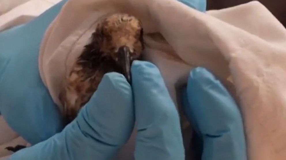 Vets Treat Wildlife After Southern California Oil Spill Gma