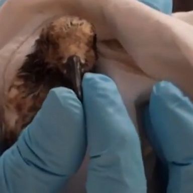 Bird were treated at the Wetlands & Wildlife Care Center in Southern California after at least 126,000 gallons of oil leaked into the Pacific Ocean.