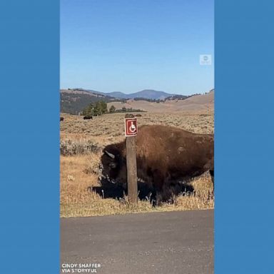 Visitors at Yellowstone National Park spotted a bison using a post to scratch its neck.