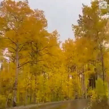 The leaves turned to their seasonal colors, making gorgeous fall foliage in Utah’s Big Cottonwood Canyon.