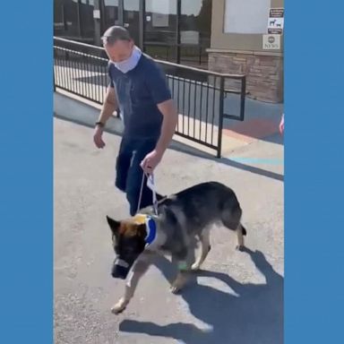 PHOTO: A police dog in Tennessee has been released from the animal hospital following nine days in veterinary intensive care after being shot on duty.