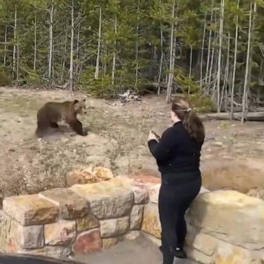 PHOTO: Samantha Dehring was charged on Oct. 6 for disturbing wildlife at Roaring Mountain in the park on May 10 while attempting to get a close-up picture of a grizzly bear and her cubs.