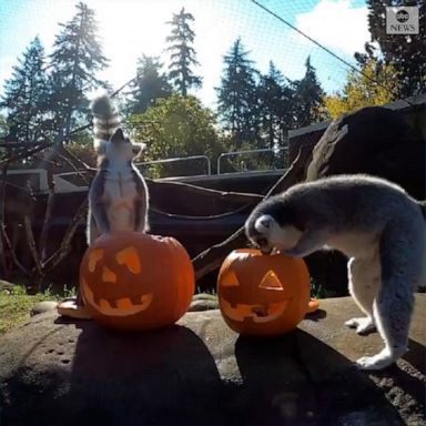 Lemurs at the Oregon Zoo got into the spooky season spirit, happily digging around a carved pumpkin for some seasonal treats.