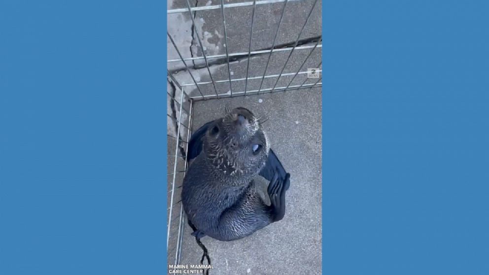 Two seals and a sea lion were evacuated from a rescue facility due to a wildfire threat and are now being cared for at the Marine Mammal Care Center in Southern California.
