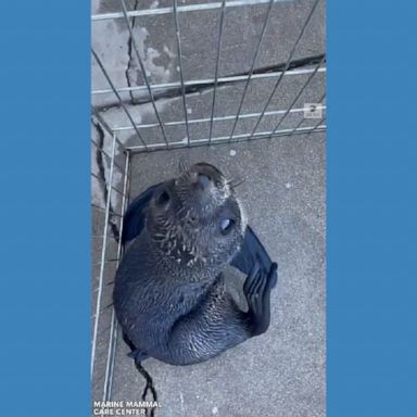 Two seals and a sea lion were evacuated from a rescue facility due to a wildfire threat and are now being cared for at the Marine Mammal Care Center in Southern California.