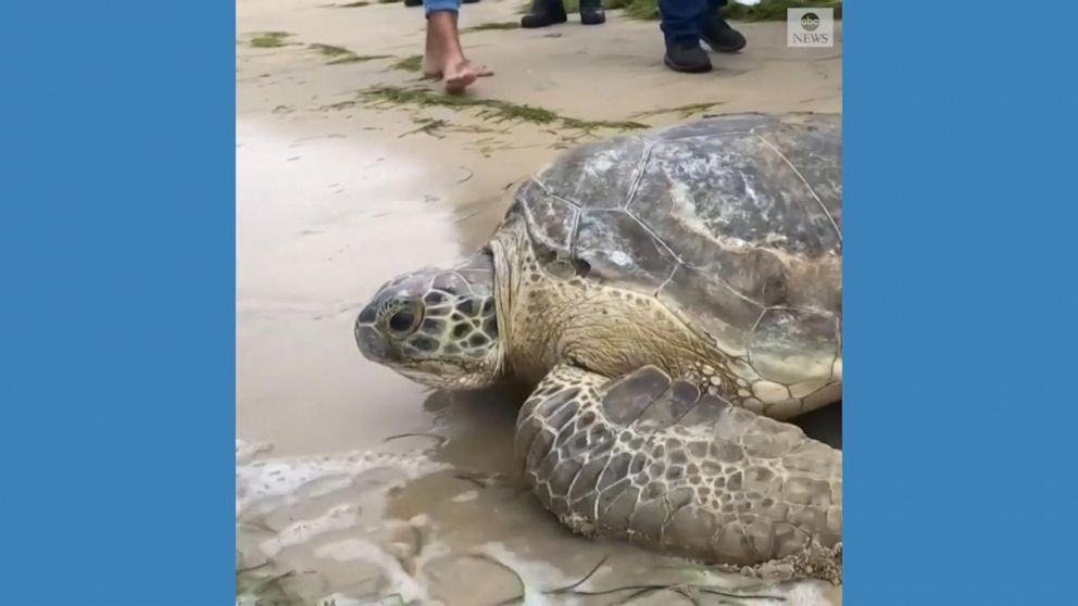 VIDEO: Turtles saved from black market dealers