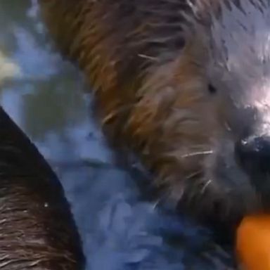 The Point Defiance Zoo and Aquarium in Tacoma organized the festive beaver event.