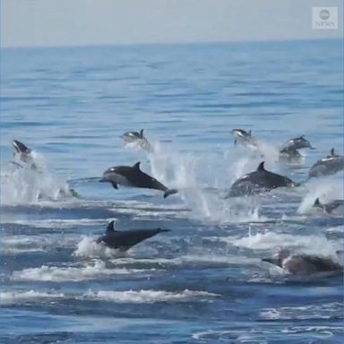 Whale watchers were treated to a pod of dolphins gliding in the Pacific Ocean.