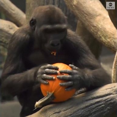 Animals at a zoo in Chicago were in the Halloween mood, feasting on pumpkins to celebrate.