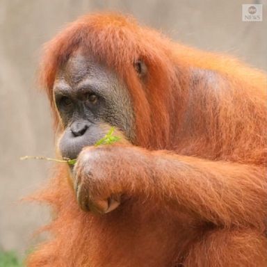 The Audubon Zoo in New Orleans announced that a critically endangered Sumatran orangutan is expecting twins in December or January.