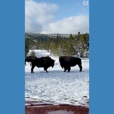 A visitor captured a couple of bison butting heads in the snow in Yellowstone National Park.