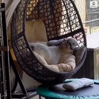 This goat wanted up onto a comfy seat. He just needed a trampoline to get there.