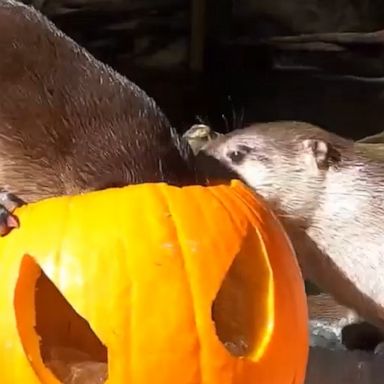 Otters at Portland's Oregon Zoo got the chance to feast on jack-o-lanterns ahead of Halloween.