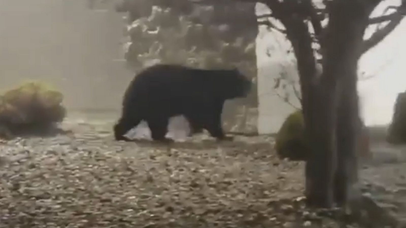 Black bear takes a stroll outside Wisconsin mall - Good Morning America