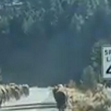 A herd of bison caused a temporary traffic jam in Yellowstone National Park, making their way down a road before crossing a bridge.